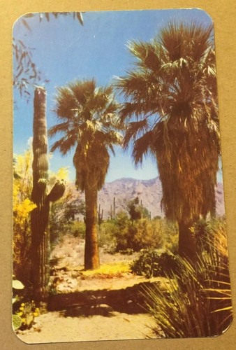 Vintage postcard unused desert - vintage,