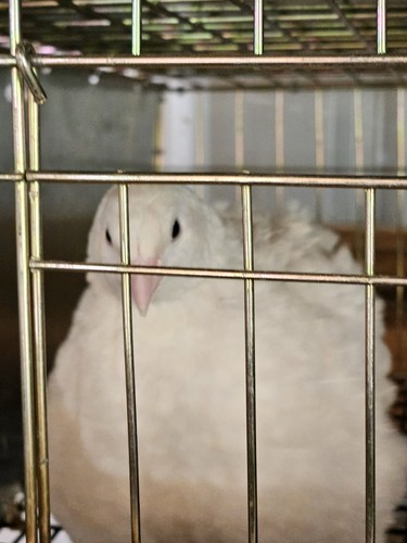 Jumbo english white - jumbo,