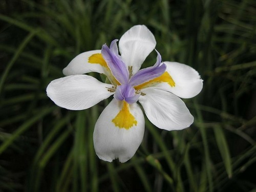 Live plants assorted - 5,
