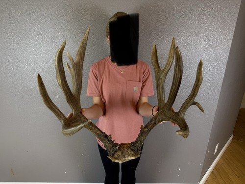 Big real blacktail - big,