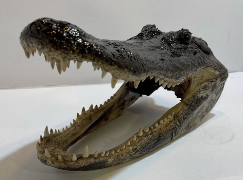 Genuine american alligator - genuine,