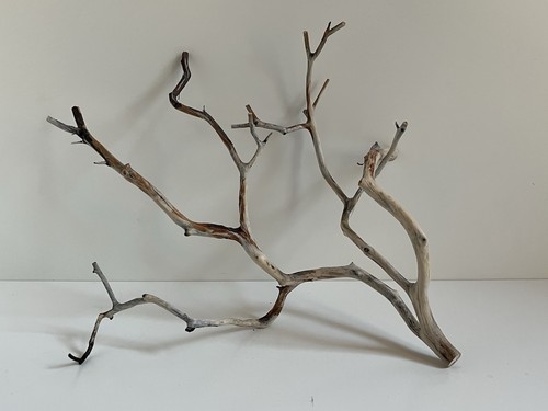 Manzanita driftwood reptile - manzanita,