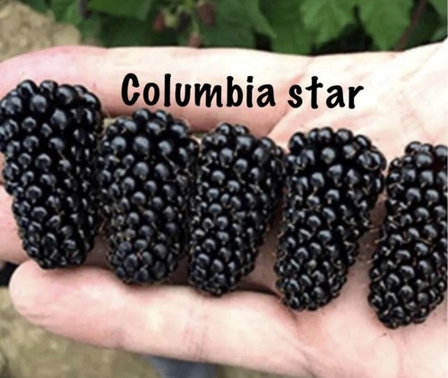 Columbia star blackberry - star-blackberry,