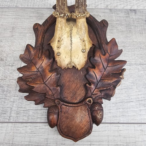 Antique roe deer trophy - antique, black