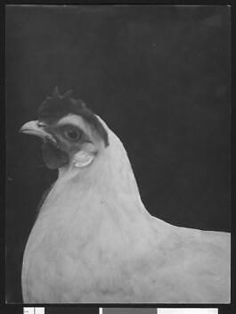 White leghorn hen 1930 - white,