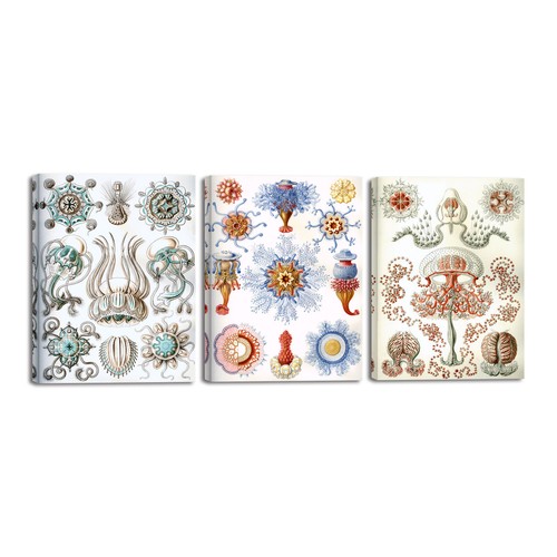 Piece ernst haeckel poster - 3,