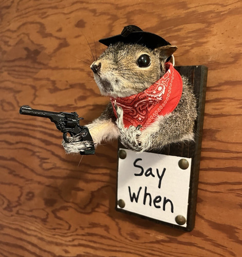 Taxidermy squirrel wall - squirrel,
