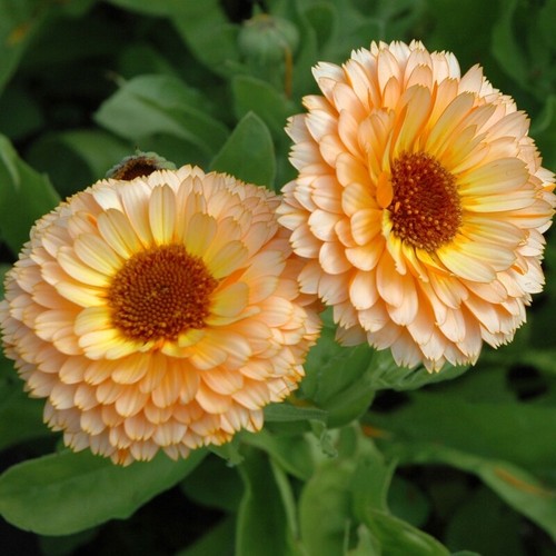 Pink surprise calendula seeds - surprise,