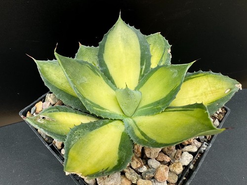 Agave isthmensis rum runner - agave, 'rum