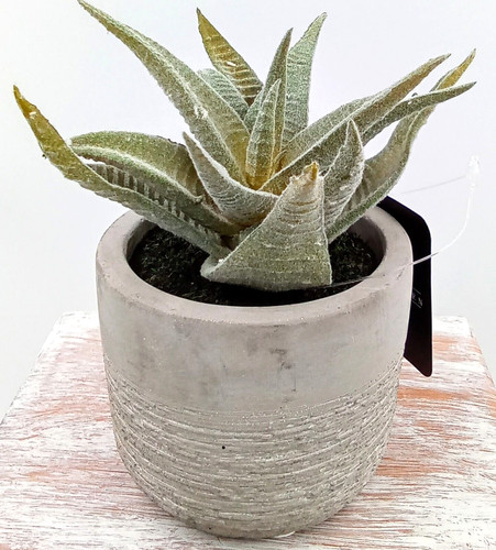 Aloe succulent cement pot - succulent,