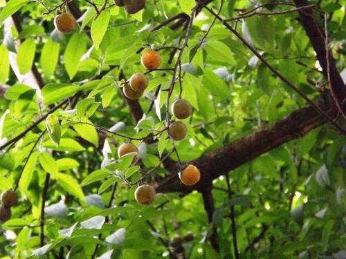 Diospyros cordifolia mountain - diospyros,