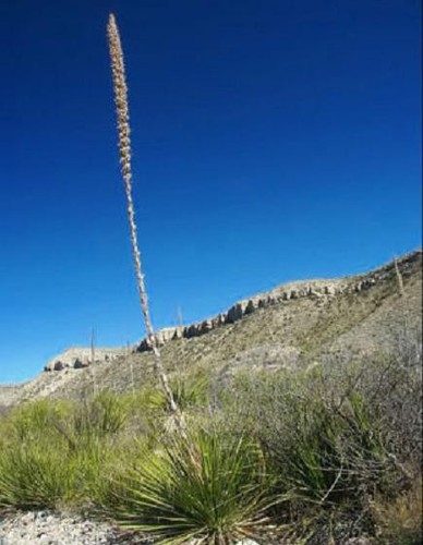 Agave lechuguilla exotic - agave,