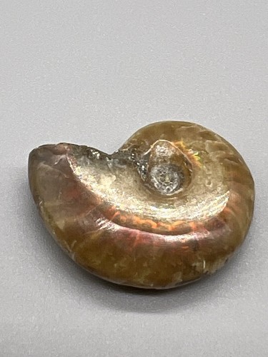 Ammonite fossil natural - ammonite,