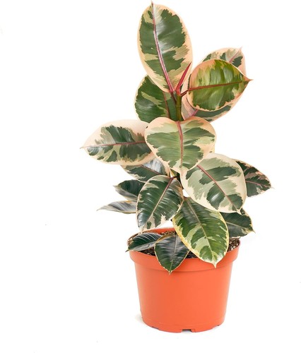 Shop succulents ficus tineke - shop,