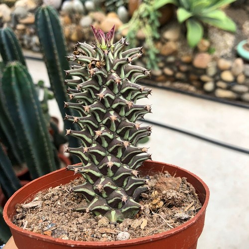 8cm succulent cactus plant - 8cm,