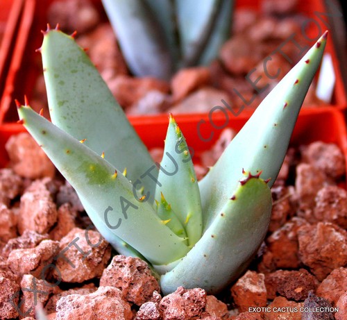 Rare aloe claviflora jackal - rare,