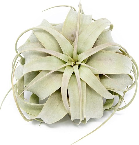Xerographica air plants - xerographica, plants-varied