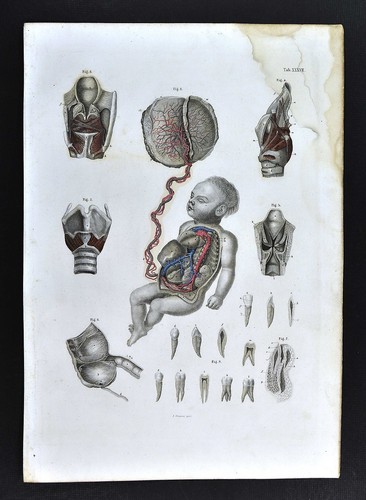 1879 bock human - human, anatomy