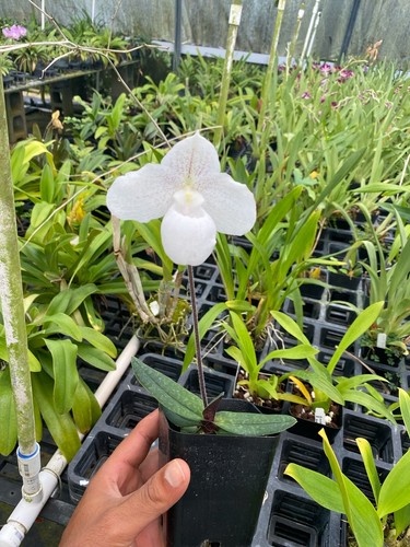 Live paphiopedilum niveum - live,
