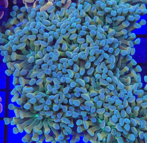 Banana hammer euphyllia - banana, *