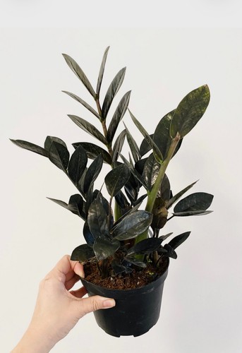 Raven plant inch pot live - zz,