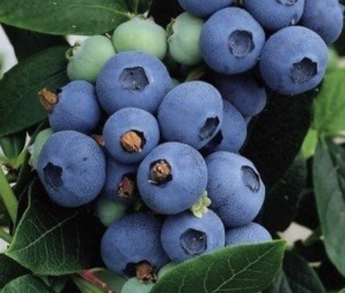 200 highbush blueberry seeds - blueberry,