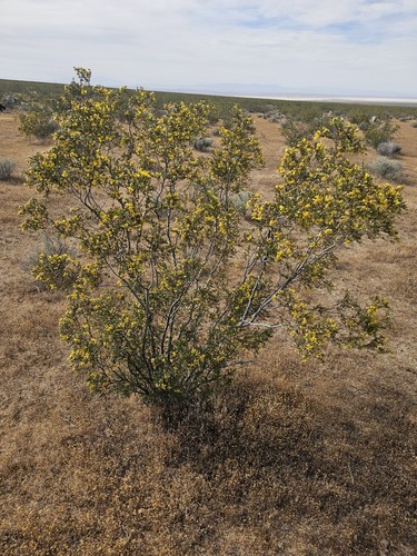 100 creosote bush seeds - creosote,