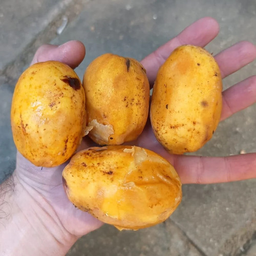 Eugenia giant peachy - sp., "giant