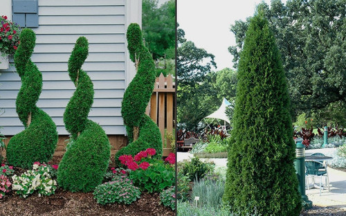 Emerald green arborvitae - emerald, 2.5"