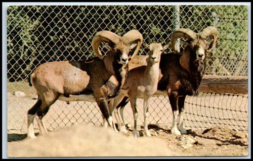Postcard benson wild - benson's, animal
