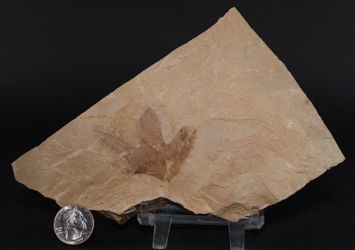 Fossil leaf eocene green - fossil, 2.3"
