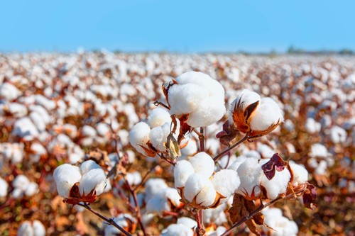 White cotton gossypium - 25,