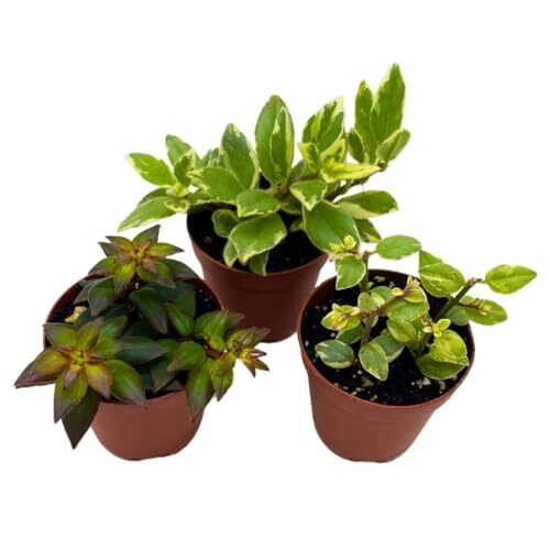 Harmony foliage columnea - foliage,