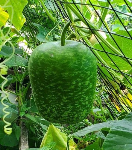 Apple gourds large seeds - apple,
