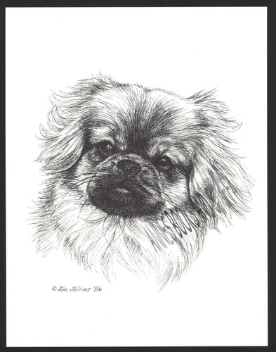 374 tibetan spaniel portrait - spaniel,
