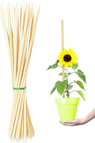 Pack inch bamboo plant - 15,