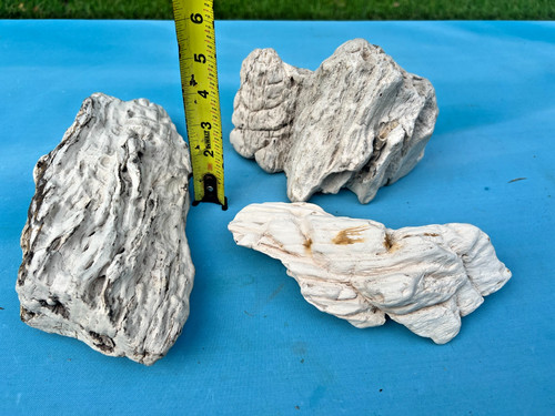 Texas petrified wood natural - texas,
