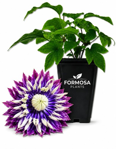 Clematis taiga live - clematis,
