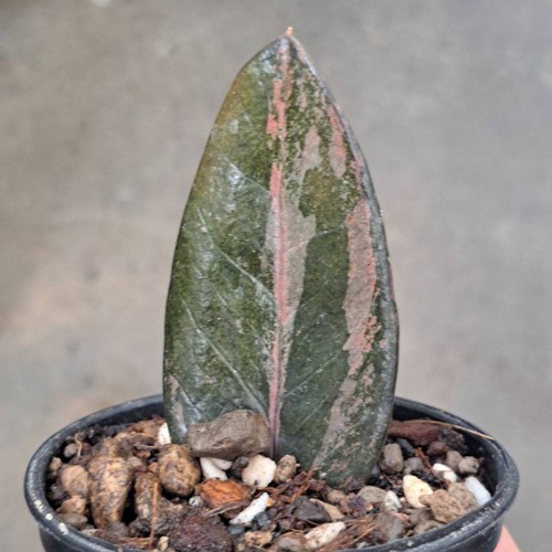 Rare zamioculcas zamiifolia - zamioculcas,