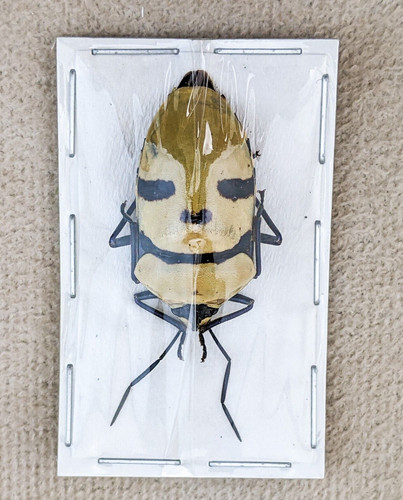 Man faced beetle specimen - faced,