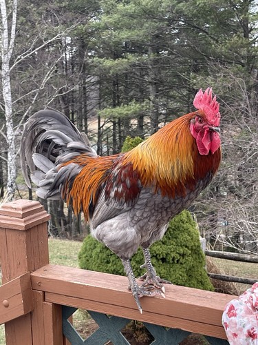 Fertile hatching chicken - fertile,