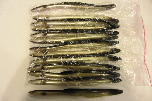 Almost alive american eel - american,