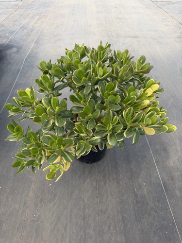 Lucky jade plant - jade,