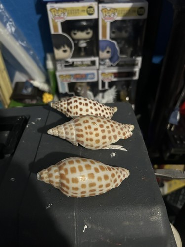 Junonia sea shells - sea,