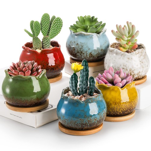 Topzea set succulent - topzea, 6