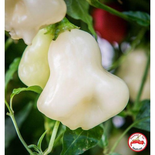 Aji sparkling white fantasy - white,
