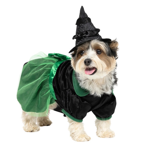 Halloween small dog - halloween,