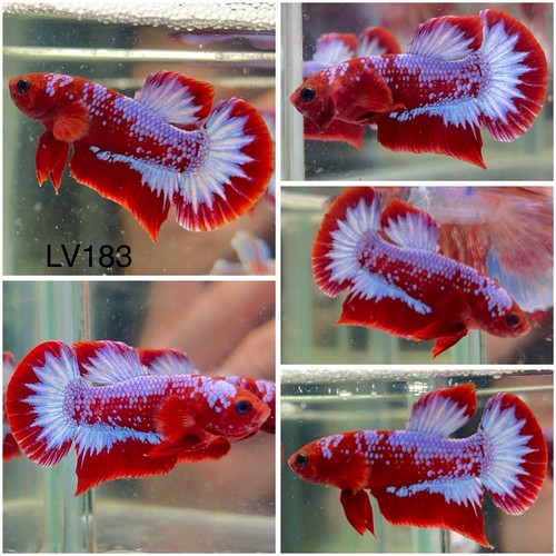 Male betta live - fish, koi