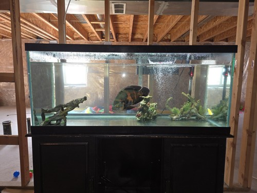 Gallon aquarium - 75,