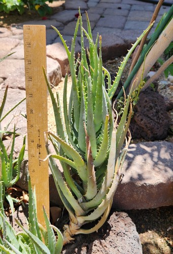 Aloe blue elf - aloe, x